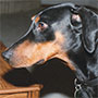 Beauty - My First Doberman Adoption