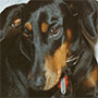 Beauty - My First Doberman