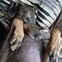 Silly Blue upside down on her favorite pillow