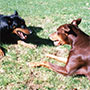 Capone and Gracie playing