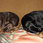 Dobermans sleeping together