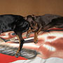 Dobermans sleeping together