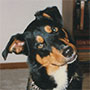 Macintosh - my first dog
