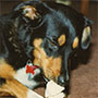 Macintosh - My First Dog