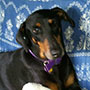 Noelle the Doberman