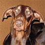 Sunny the Doberman Pinscher