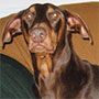 Sunny the Doberman Pinscher