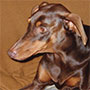 Sunny the Doberman Pinscher