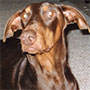 Sunny the Doberman Pinscher