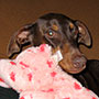 Sunny the Doberman Pinscher w her favorite toy